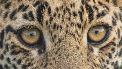 Automatic Identification of Individual African Leopards in Unlabeled Camera Trap Images featured image